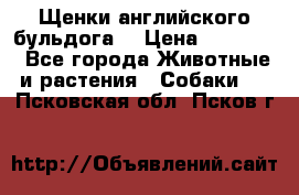 Щенки английского бульдога  › Цена ­ 60 000 - Все города Животные и растения » Собаки   . Псковская обл.,Псков г.